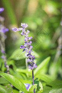 美丽的郁金香花束 色彩多彩的郁金香 自然背景太阳晴天阳光场地草地叶子季节花瓣植物野花图片