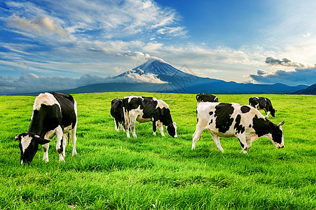 在日本藤山前的绿地上吃红草的牛群牛肉草原农业哺乳动物村庄牧场公园旅行农场旅游图片