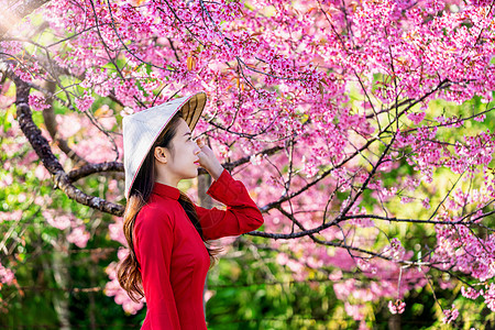 穿着越南文化的妇女 在樱花花园中传统女性季节女孩旅行花园城市裙子帽子女士樱花图片