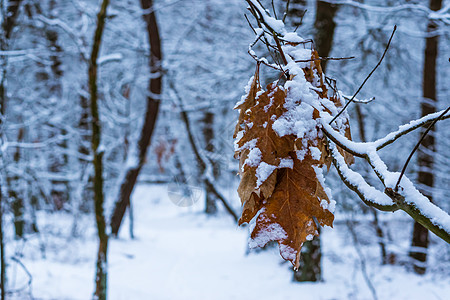 树枝上挂着棕橡树叶 覆盖白雪 白雪和白雪林 背景有树木图片