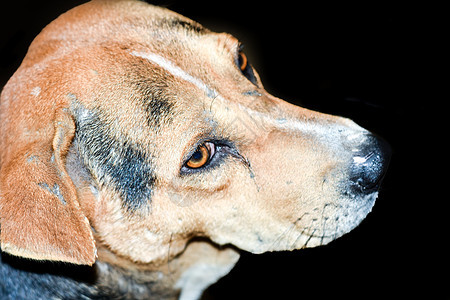 一只逗人喜爱的棕色印地安流浪狗也知道作为黑背景的小狗 抬头看印度当地狗的小狗 工作室拍摄 复制空间图片