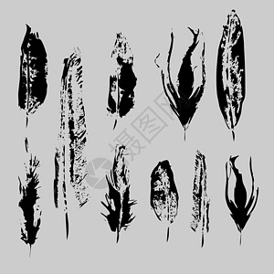 矢量垃圾鸟羽毛集 孤立的插图元素 用于背景 纹理 包装图案 框架或边框的矢量羽毛图片