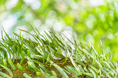 在雨林的树上生下百罗莎季节森林宏观叶子植物花园荒野苔藓雨林生长图片