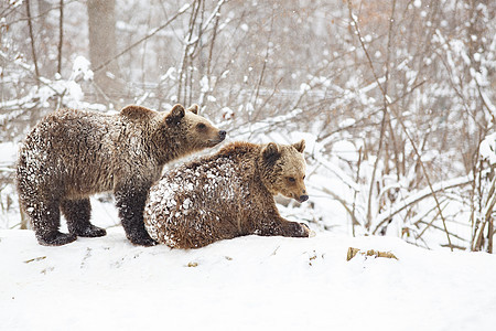熊幼崽在雪中玩耍眼睛苔原哺乳动物环境动物食肉家庭国家荒野海事图片