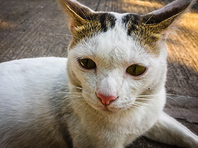 白猫 黄眼睛坐在地上眼睛猫科地面哺乳动物毛皮白色动物黄色宠物小猫图片