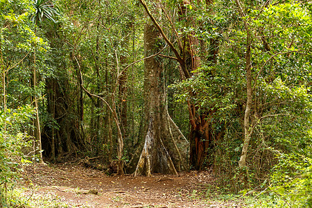 热带雨林 树木茂密环境藤本濒危植物群热带遗产植物旅行溪流森林图片