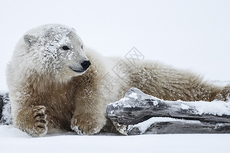 北极熊 北北极捕食动物决斗成人旅行毛皮生物婴儿捕食者危险食肉栖息地图片