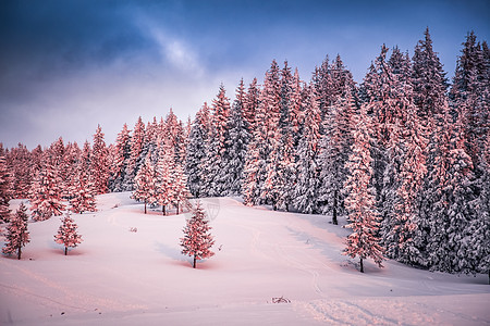雪覆盖的冷杉的粉红色冬季日出美丽的山兰天气童话太阳季节阳光降雪木头环境假期暴风雪图片