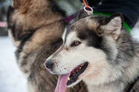 阿拉斯加马拉穆特狗舌头犬类哺乳动物动物朋友宠物男性毛皮雪橇森林图片