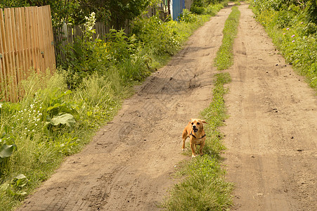 一只小红狗站在路上 看似凶猛侵略小狗哺乳动物牙齿快乐攻击朋友动物危险图片