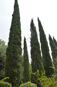 公园中生长的树苗高 从下面看图片