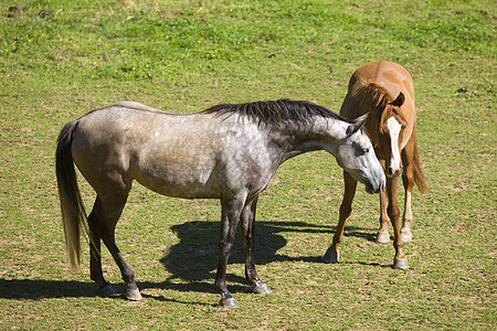 两匹马牧场荒野场地绿色山脉棕色草地自由哺乳动物地球图片