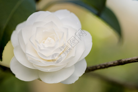 Camelia花的详情园艺植物白色花瓣植物学宏观生长季节茶花花园图片
