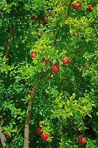 石榴树或索科特兰石榴生态生长绿色叶子树叶分支机构农业食物红色花园图片