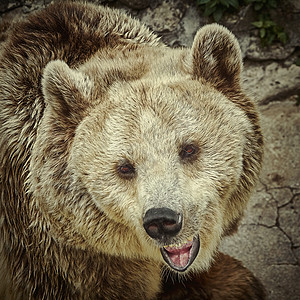 熊的肖像亚纲棕熊昼夜独居真熊动物群形目食肉棕色动物图片