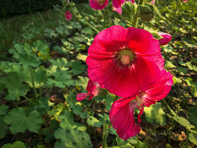 花园里的红色粉红花朵绿色木槿花瓣叶子粉色植物群植物美丽白色热带图片