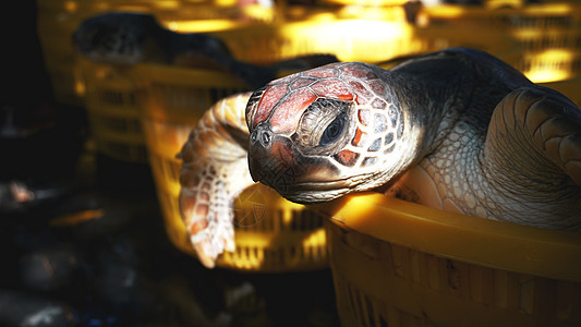 地上篮子里的乌龟生活优点市场自然池塘环境爬行动物生物学水龟日志图片