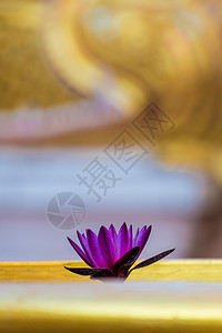 泰国旧佛教寺庙的水利百合池塘植物植物学橙子金子植物园加丁花店植物群花朵图片