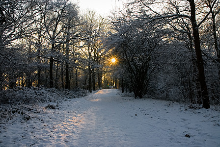 太阳在无叶的寒雪中照耀着日落高清图片