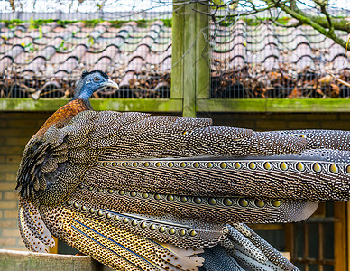美丽的大阿格斯野鸡 从他的背后看到美丽的羽毛 来自亚洲丛林的热带鸟类 近乎受威胁的动物图片