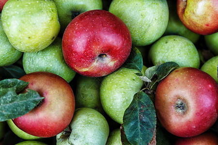 绿苹果simerenka或绿红成熟和果汁的背景小吃蔬菜水果市场收成农业花园食物甜点生产图片