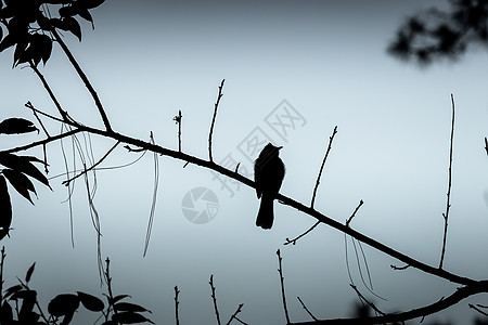 树枝上孤鸟的冬休月生活生物灰色天空动物野生动物孤独荒野公园图片