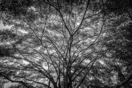 黑白的老树图片