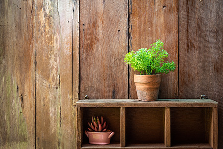 绿树 小锅里有木墙生活花园木头生长植物学棕色植物桌子叶子装饰品图片