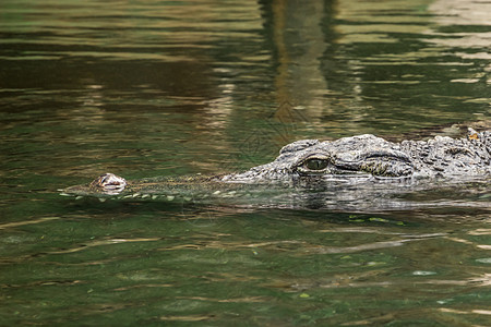 鳄鱼鳄鱼在河水中游泳的头头图片