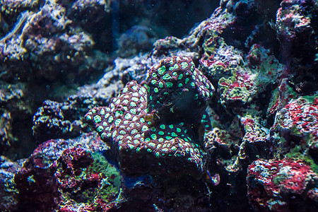 热带热带水植物 红珊瑚和绿珊瑚伊曼海图片