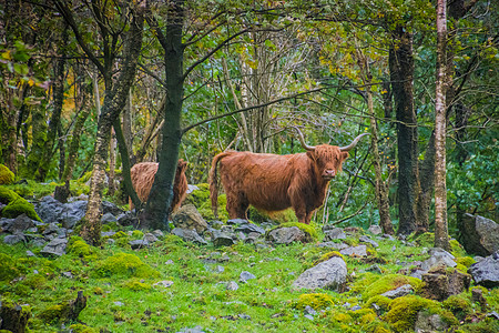 苏格兰高原牛肉糖覆盖挪威的地貌景观图片