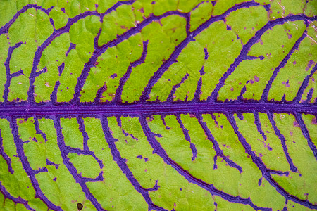 红紫绿芥子酱 长出野生大叶紫色食物背景格式叶子植物码头蔬菜花园沙拉图片