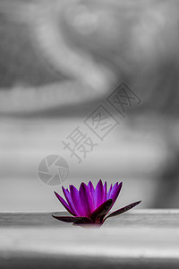 泰国旧佛教寺庙的水利百合花店橙子紫色植物学口音脉轮植物睡莲体重打印图片
