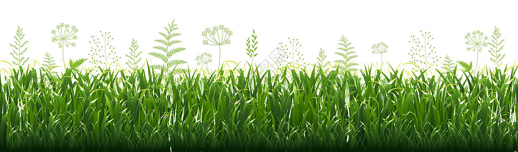 绿草边框树篱环境杂草叶子国家草皮药品幼苗草地植物图片