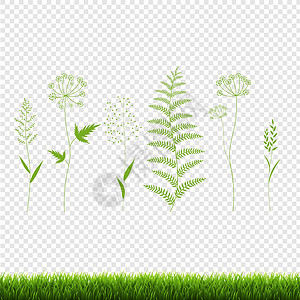 绿草集单向透明背景边框边界生长草本植物草地绘画刀刃树篱植物幼苗图片