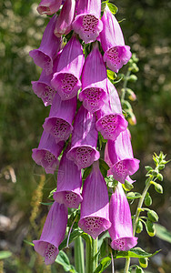 紫色狐狸球 数字式植物群花瓣花坛季节花艺花头森林植物生长图片