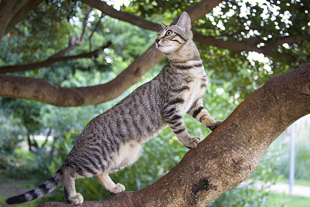 斑芒树被剥光的小猫爬上花园的一棵树宠物猫咪虎斑毛皮胡须短发运动猫科乐趣动物背景