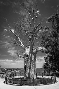 别名 Baobab树的黑色和白色图片