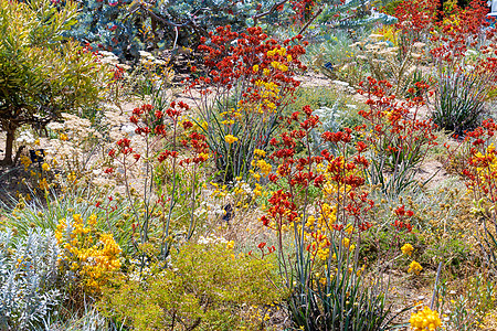 在珀斯植物园的花朵盛开 收藏着西澳大利亚州的鲜花之宝图片