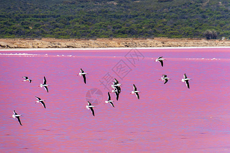 西澳大利亚平克湖的黑翼尖雀鸟群图片