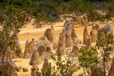 西澳大利亚 Pinnacles 沙漠小树间直立的岩石和石头图片