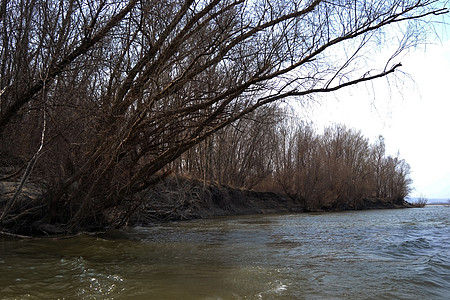 多瑙河两岸在严寒2年之后留下的干枯树图片