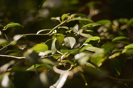 热带热带植被细节花坛策划植物绿色背景图片