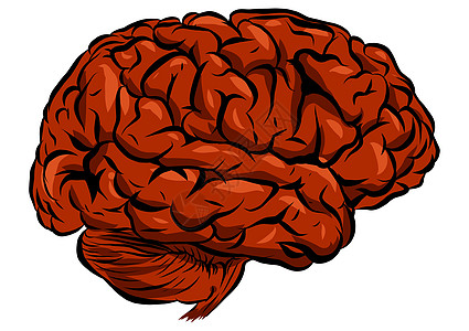 白色背景的人类大脑插图( A)图片