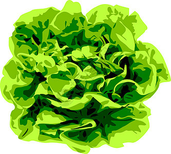白色背景上的一束生菜饮食绿色菜单农业沙拉食物蔬菜创造力夹子产品图片