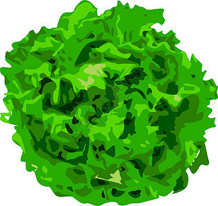 白色背景上的一束生菜农业植物群蔬菜叶子食物创造力绿色夹子产品营养图片