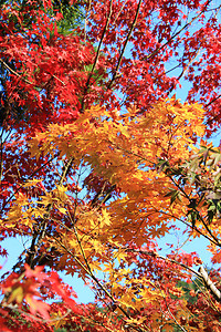 红色和黄色叶子的日本红树图片