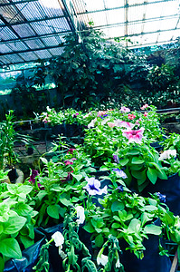 印度农业园艺学会的温室植物 花卉苗圃 花卉和花朵图片