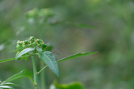 自然园中的异血素青花叶增生花园药品绿色宏观场地叶子杂草心皮花朵种子图片