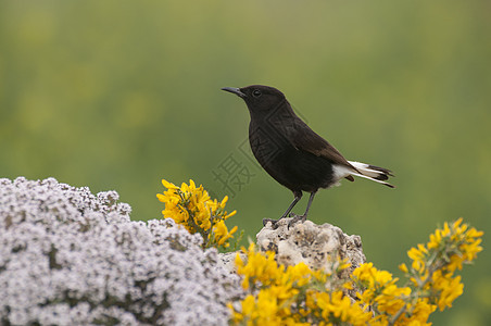 黑麦 奥南特莱库拉歌鸟男性白鹳鸟儿荒野动物荒漠化植物羽毛图片